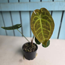 Load image into Gallery viewer, #D94 Anthurium Dressleri x Forgetii