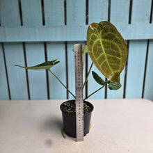 Load image into Gallery viewer, #D94 Anthurium Dressleri x Forgetii