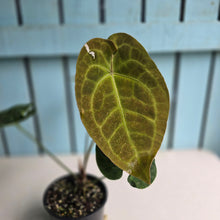 Load image into Gallery viewer, #D94 Anthurium Dressleri x Forgetii