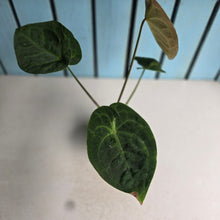 Load image into Gallery viewer, #D94 Anthurium Dressleri x Forgetii