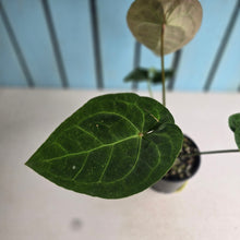 Load image into Gallery viewer, #D94 Anthurium Dressleri x Forgetii