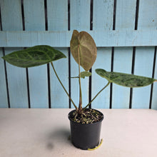 Load image into Gallery viewer, #D94 Anthurium Dressleri x Forgetii