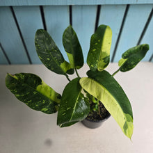 Load image into Gallery viewer, #R941 Two x Headed Philodendron Jose Buono