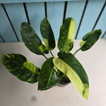 Load image into Gallery viewer, #R941 Two x Headed Philodendron Jose Buono