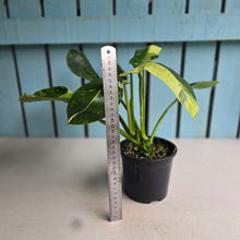 Load image into Gallery viewer, #R941 Two x Headed Philodendron Jose Buono