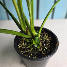 Load image into Gallery viewer, #R941 Two x Headed Philodendron Jose Buono