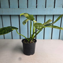 Load image into Gallery viewer, #R941 Two x Headed Philodendron Jose Buono