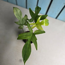 Load image into Gallery viewer, #R51 Philodendron Florida Ghost