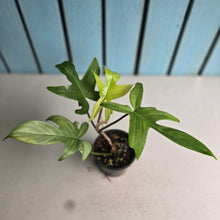 Load image into Gallery viewer, #R51 Philodendron Florida Ghost