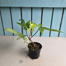 Load image into Gallery viewer, #R51 Philodendron Florida Ghost