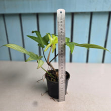 Load image into Gallery viewer, #R51 Philodendron Florida Ghost