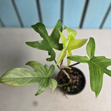 Load image into Gallery viewer, #R51 Philodendron Florida Ghost