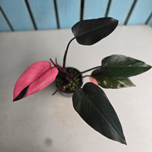 Load image into Gallery viewer, #RD12 Philodendron Pink Princess