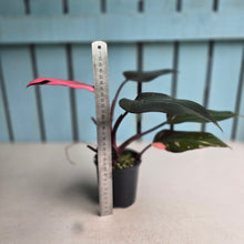 Load image into Gallery viewer, #RD12 Philodendron Pink Princess