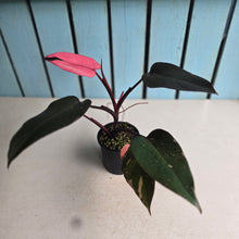 Load image into Gallery viewer, #RD12 Philodendron Pink Princess