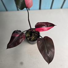 Load image into Gallery viewer, #RA14 Philodendron Pink Princess