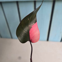 Load image into Gallery viewer, #RA14 Philodendron Pink Princess
