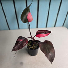 Load image into Gallery viewer, #RA14 Philodendron Pink Princess
