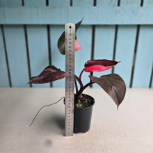 Load image into Gallery viewer, #RA14 Philodendron Pink Princess