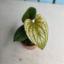 Load image into Gallery viewer, #D999 Anthurium Ochranthum x Luxurians