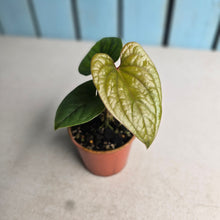 Load image into Gallery viewer, #D999 Anthurium Ochranthum x Luxurians