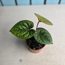 Load image into Gallery viewer, #D999 Anthurium Ochranthum x Luxurians