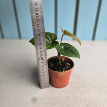 Load image into Gallery viewer, #D999 Anthurium Ochranthum x Luxurians