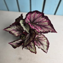 Load image into Gallery viewer, #D343 Begonia Unknown