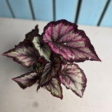 Load image into Gallery viewer, #D343 Begonia Unknown