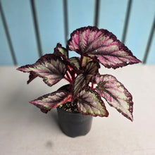 Load image into Gallery viewer, #D343 Begonia Unknown