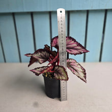 Load image into Gallery viewer, #D343 Begonia Unknown