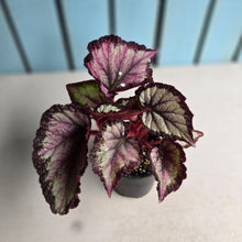 Load image into Gallery viewer, #D343 Begonia Unknown