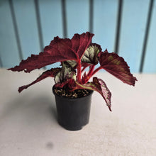 Load image into Gallery viewer, #D343 Begonia Unknown