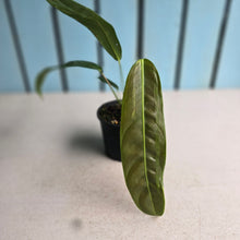 Load image into Gallery viewer, #R18 Philodendron Patriciae