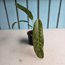 Load image into Gallery viewer, #R18 Philodendron Patriciae