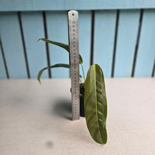 Load image into Gallery viewer, #R18 Philodendron Patriciae