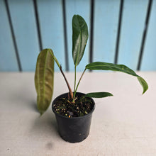 Load image into Gallery viewer, #R18 Philodendron Patriciae