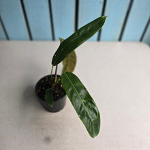 Load image into Gallery viewer, #R18 Philodendron Patriciae