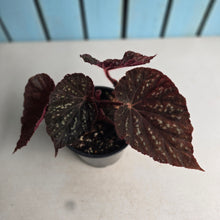 Load image into Gallery viewer, #RD36 Begonia Unknown