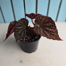 Load image into Gallery viewer, #RD36 Begonia Unknown