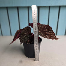 Load image into Gallery viewer, #RD36 Begonia Unknown