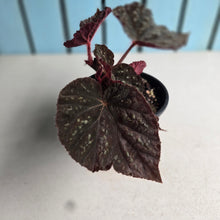 Load image into Gallery viewer, #RD36 Begonia Unknown