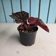 Load image into Gallery viewer, #RD36 Begonia Unknown