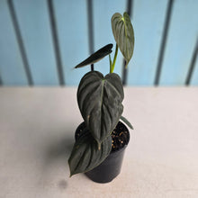 Load image into Gallery viewer, #RA8 Dark Philodendron Melanochrysum x Brandtianum