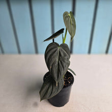 Load image into Gallery viewer, #RA8 Dark Philodendron Melanochrysum x Brandtianum