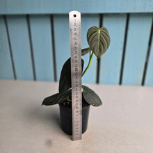 Load image into Gallery viewer, #RA8 Dark Philodendron Melanochrysum x Brandtianum