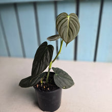 Load image into Gallery viewer, #RA8 Dark Philodendron Melanochrysum x Brandtianum