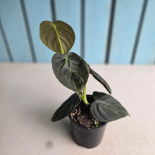 Load image into Gallery viewer, #RA8 Dark Philodendron Melanochrysum x Brandtianum