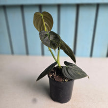 Load image into Gallery viewer, #RA8 Dark Philodendron Melanochrysum x Brandtianum