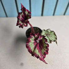 Load image into Gallery viewer, #R21 Begonia Raspberry Torte